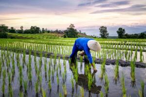 Giá lúa gạo hôm nay (5-8): Trầm lắng