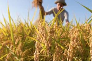 Giá lúa gạo hôm nay ngày 6/8/2024: Giá gạo tăng 100 đồng/kg, giá lúa tăng nhẹ