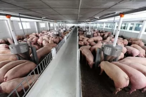 Giá heo hơi hôm nay ngày 7/8/2024: Cao nhất ở mức 66.000 đồng/kg