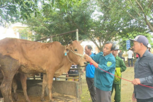 42 hộ dân xã Ea R’bin được trao bò giống