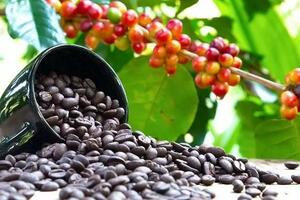 Điểm tên 3 thị trường nhập khẩu cà phê lớn nhất của Việt Nam