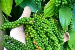 Giá hồ tiêu hôm nay (8-8): Tiếp tục giảm