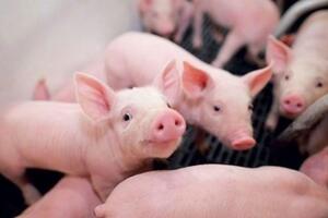 Giá lợn hơi hôm nay (9-8): Biến động nhẹ