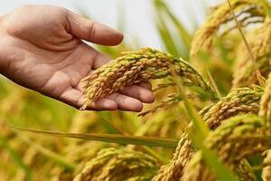 Giá lúa gạo hôm nay (16-8): Gạo tẻ tăng nhẹ, gạo nếp bình ổn