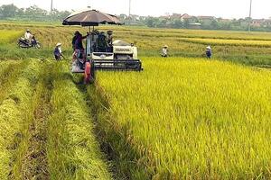 Giá lúa gạo hôm nay 19/8/2024: Giá gạo giảm 50 -100 đồng/kg; giá lúa đi ngang