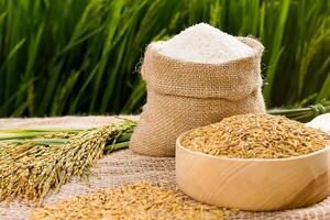 Giá lúa gạo hôm nay (20-8): Giá gạo giảm 50 - 100 đồng/kg