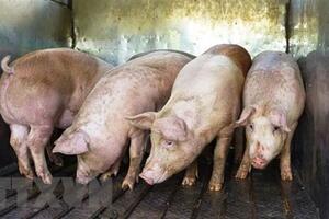 Giá lợn hơi hôm nay (22-8): Tăng ở cả 3 miền