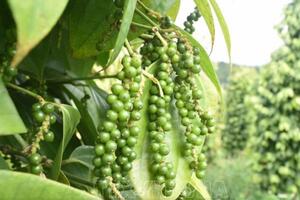 Giá hồ tiêu hôm nay (22-8): Tăng nhẹ 