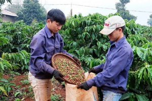 Xuất khẩu cà phê giảm 12,4%, giá xuất khẩu đạt đỉnh
