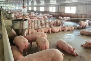 Giá heo hơi hôm nay 24/8/2024: Duy trì ổn định, neo ở mức cao 66.000 đồng/kg