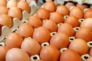 Dự thảo Thông tư quy định hạn ngạch thuế quan nhập khẩu muối, trứng gia cầm năm 2025