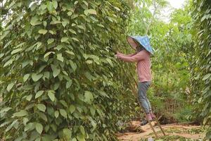 Giá hồ tiêu hôm nay (27-8): Ổn định