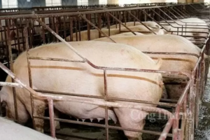 Giá heo hơi hôm nay 28/8/2024: Đi ngang trên diện rộng, cao nhất 66.000 đồng/kg