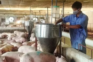 Giá heo hơi hôm nay 5/9: Tăng rải rác 1.000 đồng/kg ở một vài nơi