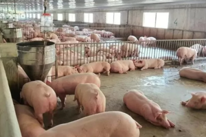 Giá heo hơi hôm nay 6/9: Giao dịch quanh mức 63.000 đồng/kg