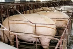 Giá heo hơi hôm nay 9/9: Tăng rải rác 1.000 đồng/kg ở cả 3 miền