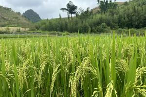 Giá lúa gạo hôm nay 10/9/2024: Giá gạo tăng 200 đồng/kg; giá lúa ổn định
