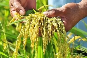 Giá lúa gạo hôm nay 12/9/2024: Giá lúa tăng, giảm trái chiều; giá gạo giảm nhẹ