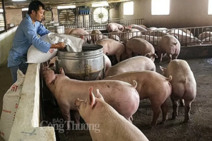 Giá heo hơi hôm nay 14/9: Cao nhất tại khu vực miền Bắc 67.000 đồng/kg