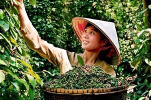 Giá hồ tiêu hôm nay (16-9): Đi ngang