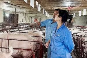 Giá heo hơi hôm nay 16/9/2024: Neo ở mức cao 67.000 đồng/kg