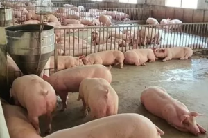 Giá heo hơi hôm nay 17/9/2024: Tăng 1.000 đồng/kg tại miền Bắc và miền Nam