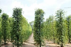 Giá tiêu hôm nay 19/9/2024: Lượng hồ tiêu xuất khẩu nửa đầu tháng 9 sụt giảm mạnh