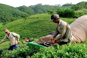 Xuất khẩu chè sang Trung Quốc tăng trưởng 3 con số trong tháng 8