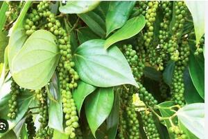 Giá hồ tiêu xuất khẩu của Việt Nam tăng hơn 1.500 USD/tấn trong 8 tháng