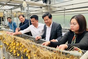 Ngành nông nghiệp Thủ đô “hồi sinh” sau bão, lũ