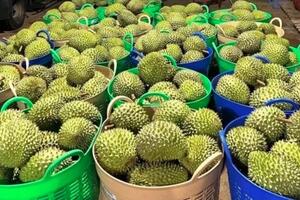 Điều gì khiến giá sầu riêng giảm sâu?