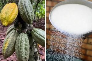 Giá đường và giá ca cao giảm mạnh