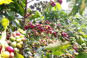 Nông sản Sơn La nâng cao giá trị, ổn định đời sống cho đồng bào dân tộc