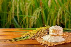 Giá lúa gạo hôm nay 3/10/2024: Giá lúa có xu hướng ổn định, giá gạo tăng