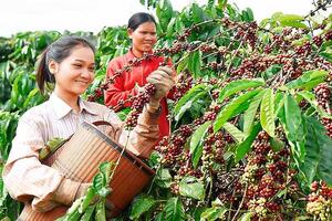 Bộ Nông nghiệp và Phát triển nông thôn không hạ mục tiêu tăng trưởng toàn ngành năm 2024