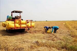 Giá lúa gạo hôm nay 8/10/2024: Giá lúa tiếp tục đi ngang, giá gạo có diễn biến mới