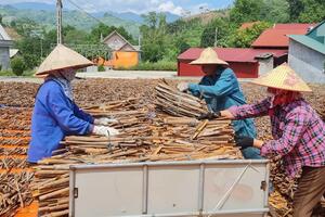 Phát triển thị trường bền vững cho sản phẩm quế: Cần xây dựng bản đồ số, thu hút nguồn lực đầu tư