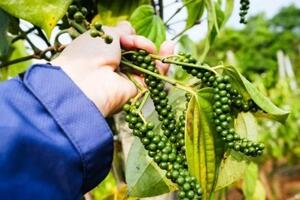 Giá tiêu hôm nay 9/10/2024: Thị trường vẫn còn nhiều biến động, xuất khẩu hồ tiêu thu về gần 1 tỷ USD