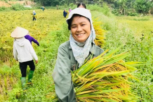 Giá lúa gạo hôm nay 17/10/2024: Giá gạo trong nước tiếp tục giảm, giá gạo xuất khẩu ổn định