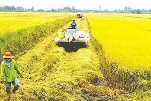Giá lúa gạo hôm nay 18/10/2024: Thị trường gạo trong nước tăng nhẹ, giá gạo xuất khẩu giảm