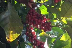 Bản tin nông sản hôm nay (23-10): Giá cà phê giảm, giá hồ tiêu ổn định