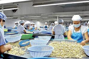 Vì sao cần gỡ nút thắt cho ngành điều?