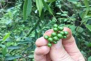 Giá tiêu hôm nay 30/10/2024: Quay đầu tăng mạnh trở lại sau chuỗi ngày lao dốc