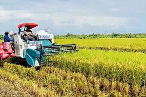 Giá lúa gạo hôm nay 31/10/2024: Giá gạo thành phẩm giảm 50 đồng/kg, cám khô tăng nhẹ