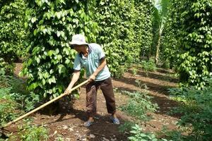 Giá tiêu hôm nay 12/11/2024: Trong nước ổn định; giá tiêu đen xuất khẩu giảm mạnh ở các nước