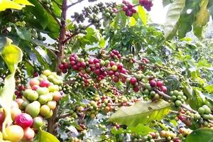 Sơn La đẩy mạnh thu hút đầu tư, phát triển nông nghiệp xanh và bền vững