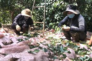 Giá tiêu hôm nay 21/11/2024: Bất ngờ đồng loạt giảm sâu