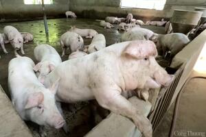 Giá heo hơi hôm nay 5/12/2024: Các địa phương tiếp tục đà tăng giá