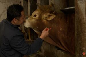 Vùng cao Mèo Vạc chủ động chống đói, rét cho vật nuôi