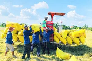 Giá lúa gạo hôm nay ngày 10/12: Gạo biến động nhẹ, lúa tươi tiếp đà tăng giá